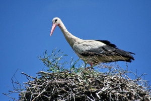 Storch1_Klein